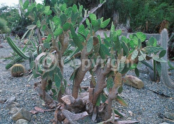 Yellow blooms; Green blooms; Deciduous; North American Native