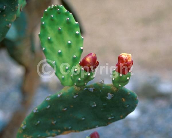 Yellow blooms; Green blooms; Deciduous; North American Native