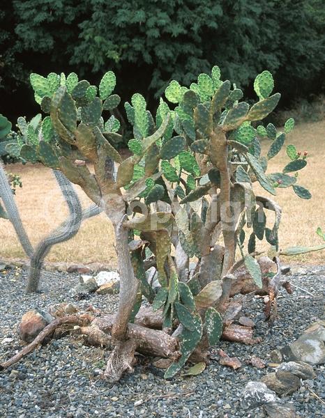 Yellow blooms; Green blooms; Deciduous; North American Native