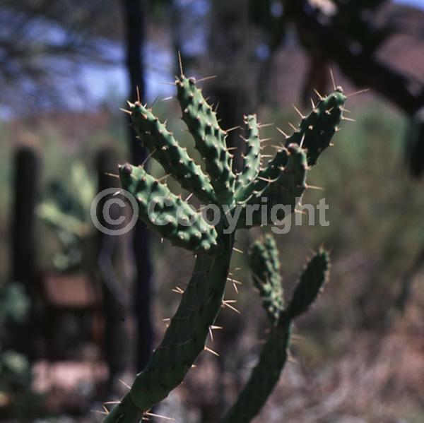 Red blooms; Yellow blooms; Deciduous; North American Native