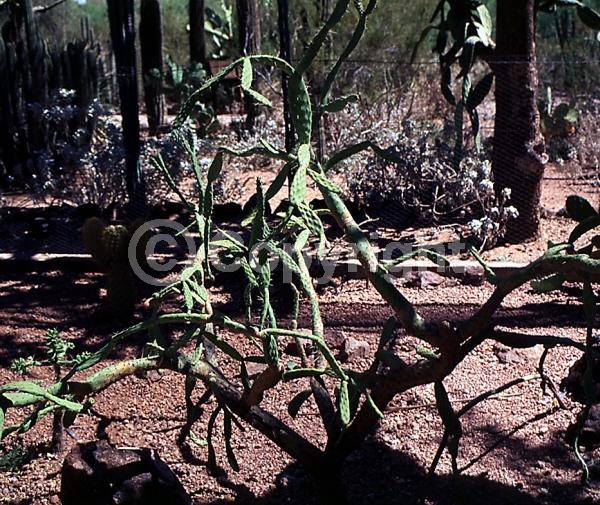 Red blooms; Yellow blooms; Deciduous; North American Native