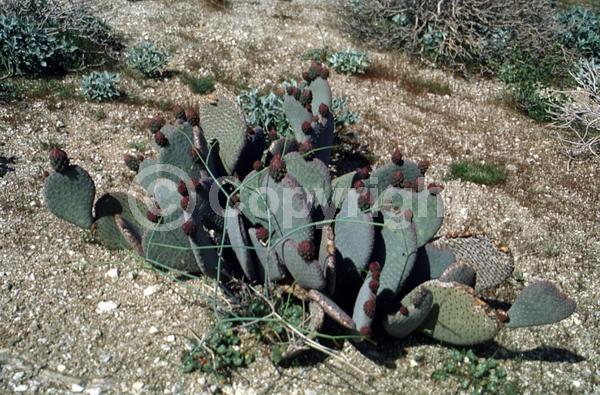Red blooms; Yellow blooms; White blooms; North American Native