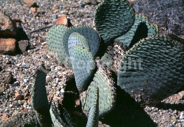Red blooms; Yellow blooms; White blooms; North American Native