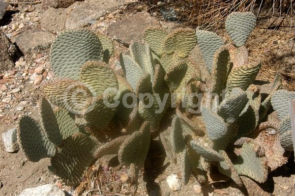 Red blooms; Yellow blooms; White blooms; North American Native