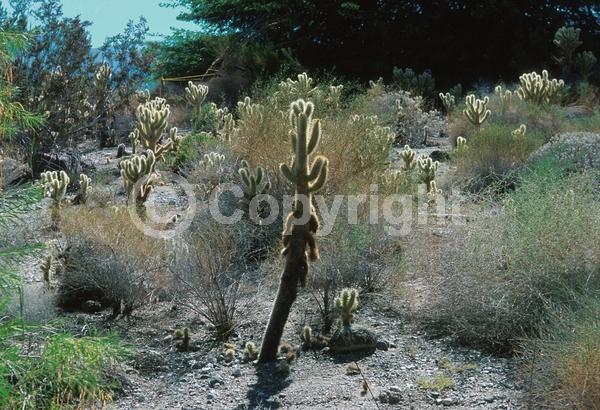 Yellow blooms; North American Native