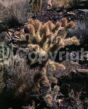 Yellow blooms; Green blooms; Deciduous; North American Native