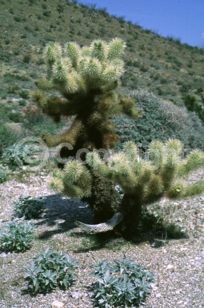 Yellow blooms; North American Native