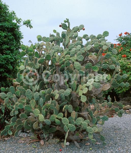 Yellow blooms; Green blooms; Deciduous; North American Native
