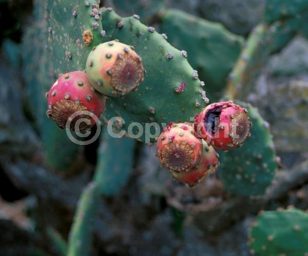 Yellow blooms; Green blooms; Deciduous; North American Native