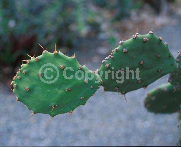 Yellow blooms; Green blooms; Deciduous; North American Native