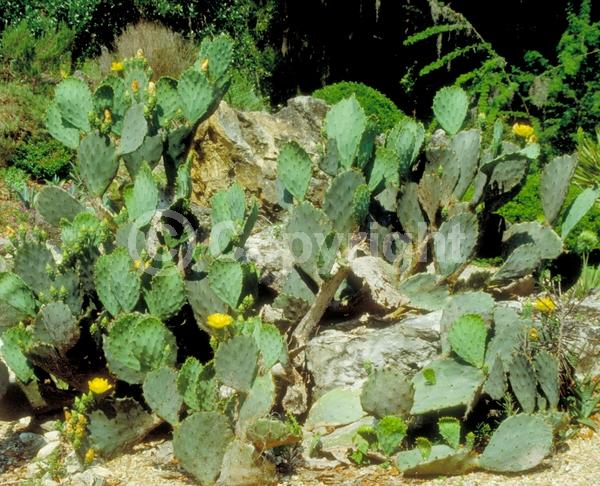 Yellow blooms; Deciduous