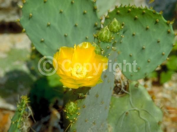 Yellow blooms; Deciduous