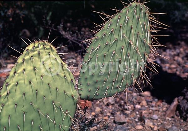 Yellow blooms; Deciduous; North American Native