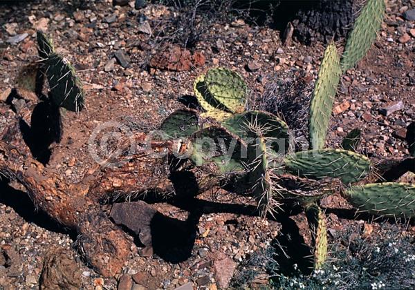 Yellow blooms; Deciduous; North American Native