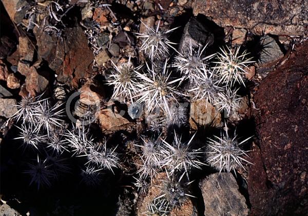 Yellow blooms; Deciduous; North American Native