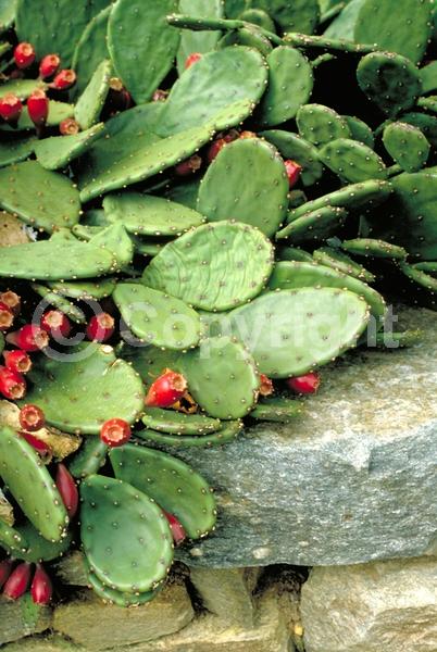 Yellow blooms; Evergreen; North American Native