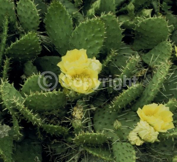 Yellow blooms; Evergreen; North American Native