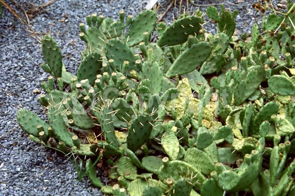 Yellow blooms; Evergreen; North American Native