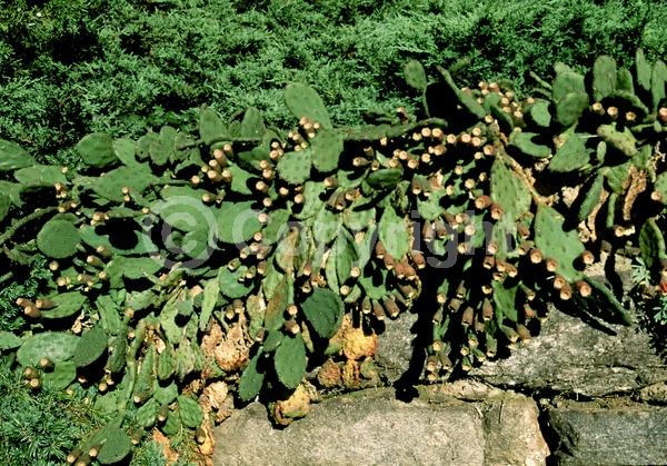 Yellow blooms; Evergreen; North American Native