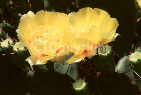 Yellow blooms; Evergreen; North American Native