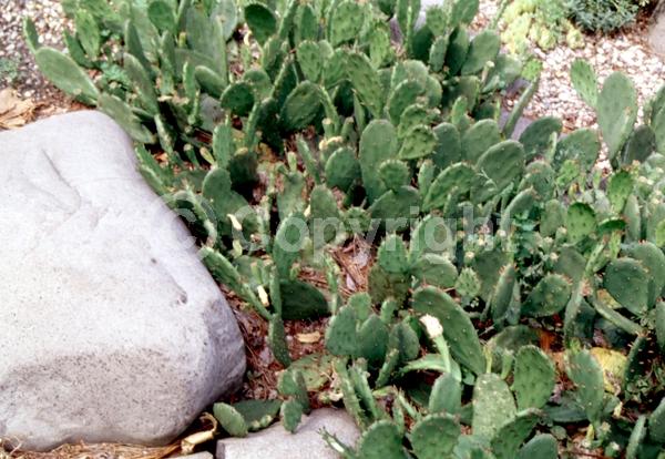 Yellow blooms; Evergreen; North American Native