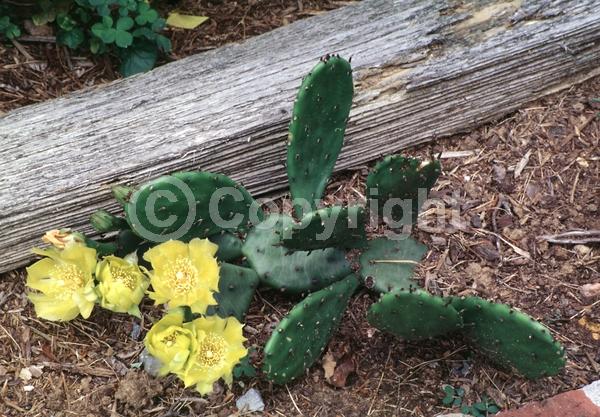 Yellow blooms; Evergreen; North American Native