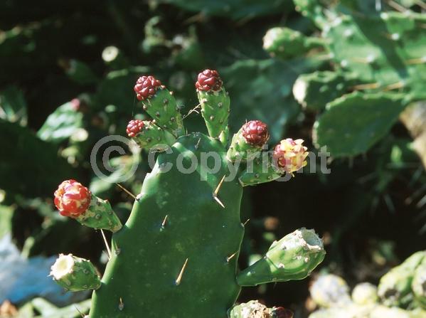 Yellow blooms; Evergreen; North American Native