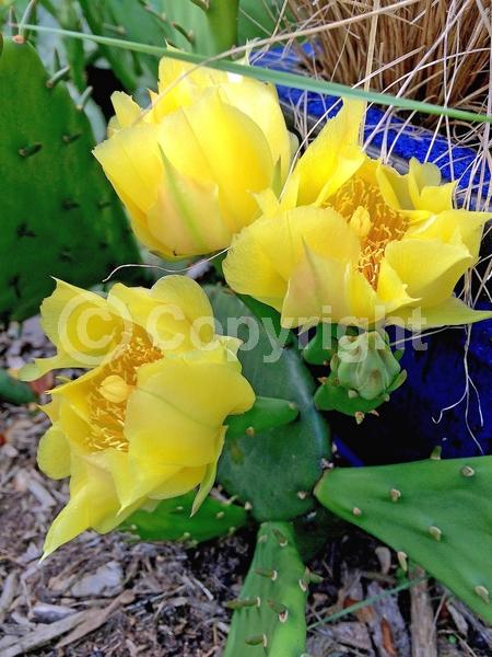 Yellow blooms; Evergreen; North American Native