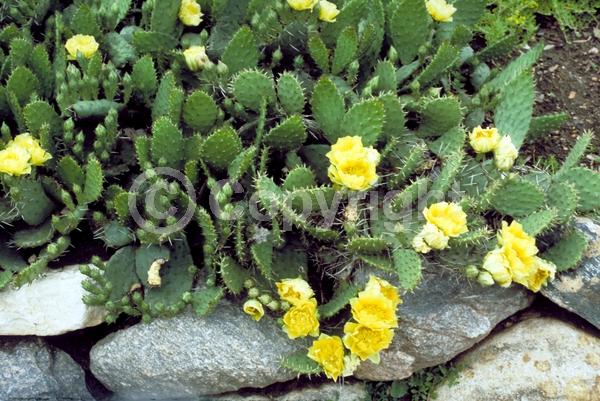 Yellow blooms; Evergreen; North American Native