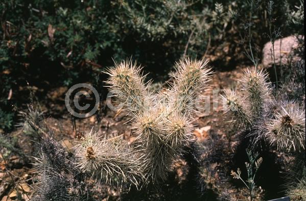 Yellow blooms; North American Native