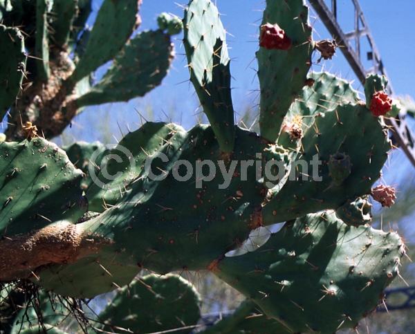 Pink blooms; North American Native
