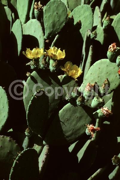 Red blooms; Yellow blooms