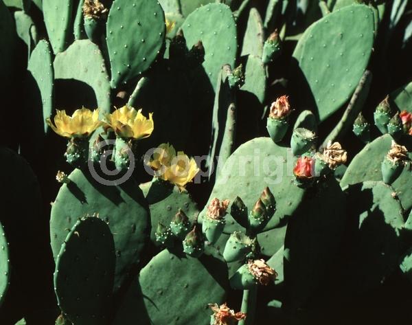Red blooms; Yellow blooms