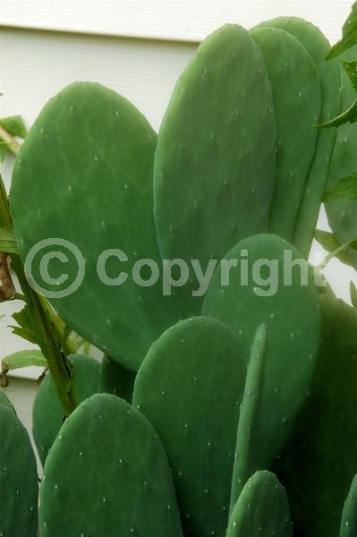 Red blooms; Yellow blooms