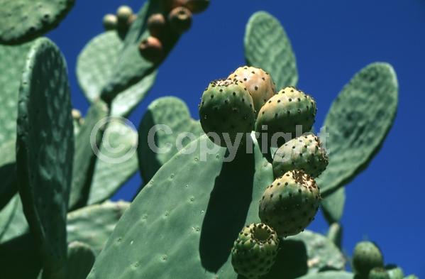 Yellow blooms; Pink blooms; Deciduous; North American Native