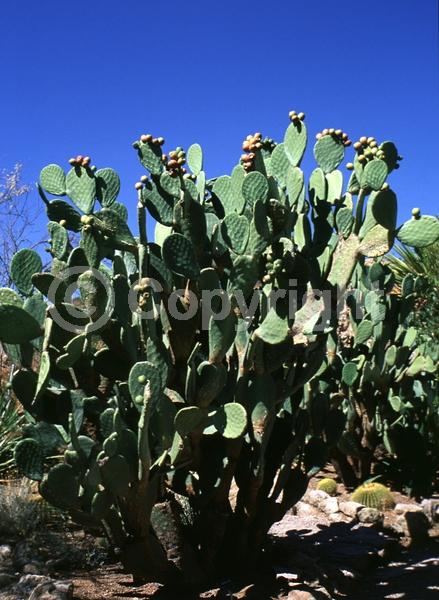 Yellow blooms; Pink blooms; Deciduous; North American Native