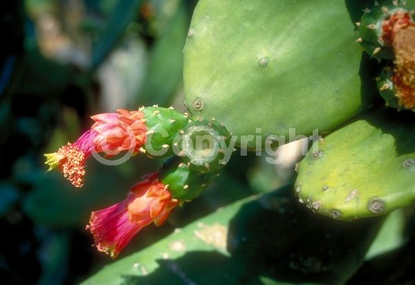 Yellow blooms; Pink blooms; Deciduous; North American Native