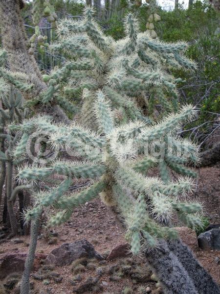 Red blooms; Pink blooms; Deciduous; North American Native