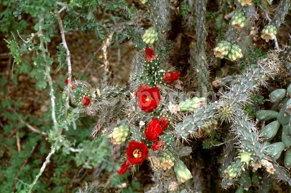 Red blooms; Pink blooms; Deciduous; North American Native