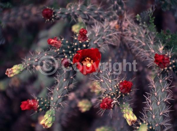 Red blooms; Pink blooms; Deciduous; North American Native