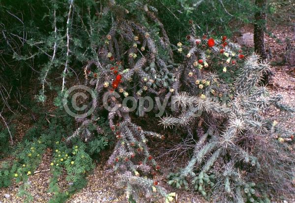 Red blooms; Pink blooms; Deciduous; North American Native