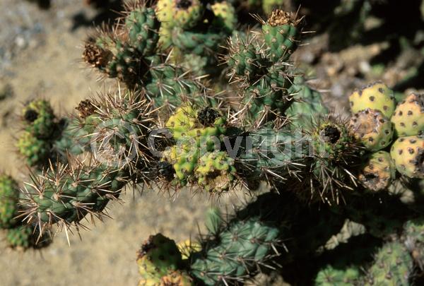 Red blooms; Pink blooms; Deciduous; North American Native