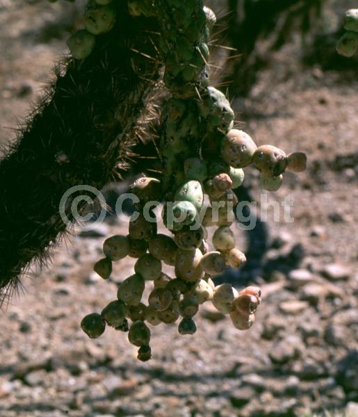 Red blooms; Pink blooms; Deciduous; North American Native