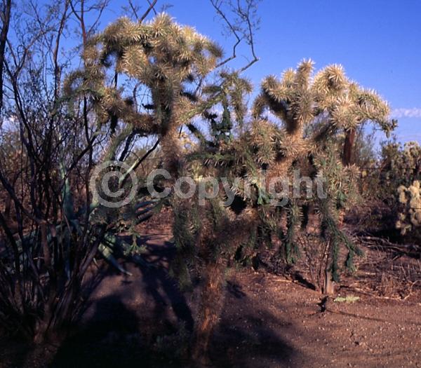 Red blooms; Pink blooms; Deciduous; North American Native