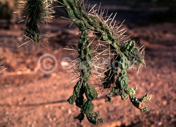 Red blooms; Pink blooms; Deciduous; North American Native