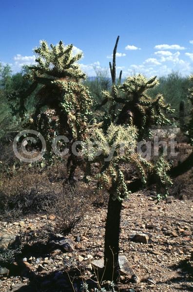 Red blooms; Pink blooms; Deciduous; North American Native