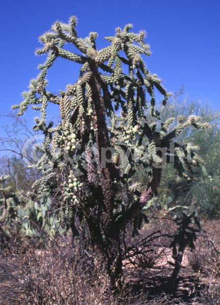 Red blooms; Pink blooms; Deciduous; North American Native