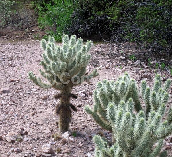 Red blooms; Pink blooms; Deciduous; North American Native