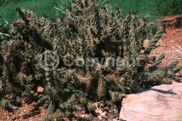 Purple blooms; Deciduous; North American Native