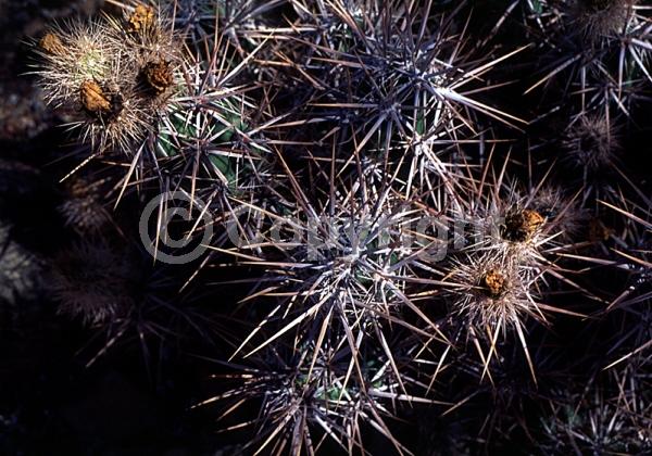 Yellow blooms; Deciduous; North American Native